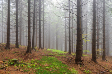 Obraz premium Forest in fog. Fall woods. Enchanted autumn forest in fog in the morning. Old Tree. Landscape with trees, colorful green and red foliage and blue fog. Nature background. Dark foggy forest