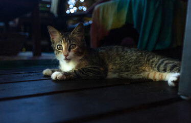 Jeune chatte aux long poils
