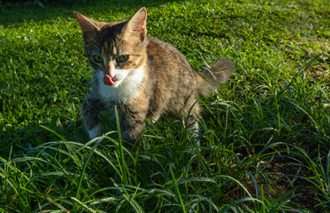 Chatte dans l'herbe