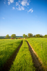 Fototapeta na wymiar Paysage d'un chemin de campagne au printemps en France.