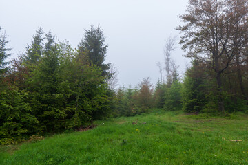 Fototapeta na wymiar forest in fog, czech nature, forest mist Beskydy Lysa hora