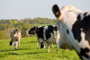 Troupeau de vache en campagne broutant de l'herbe verte.