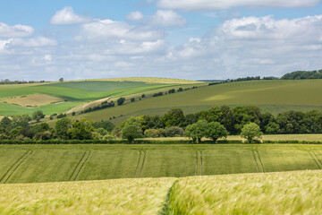 Fototapeta na wymiar A rural Sussex Landscape on a sunny early summers day