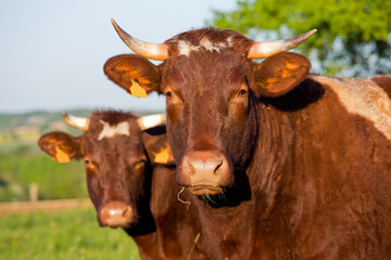 Vache de race à viande en campagne.