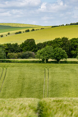 Fototapeta premium A rural Sussex Landscape on a sunny early summers day