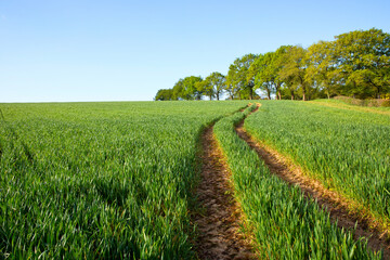 Fototapeta na wymiar Chemin de campagne au milieu d'un champ de blé vert.