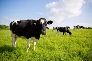Vaches dans les prés en France au printemps.