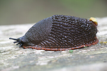 Arion vulgaris (Arion lusitanicus), known as the Spanish slug, a highly invasive and harmful garden pest