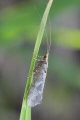 Glyphotaelius pellucidus, a caddisfly from Finland with no common english name