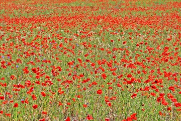 Mohnfeld in der Blüte