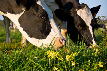 Vache laitière qui broute dans l'herbe et les fleurs au soleil. © Thierry RYO