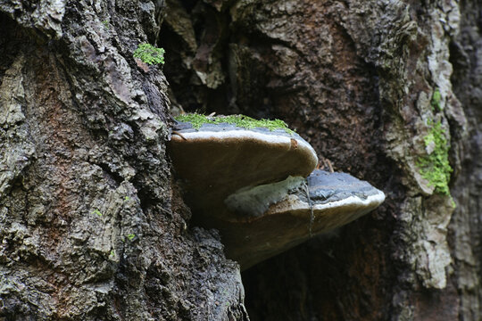 Phellinus Bilder Durchsuchen 279 Archivfotos, und