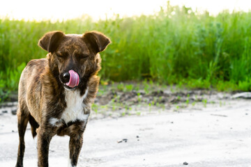 Obraz premium The dog licks its eyes closed. Poo walks along a country road.