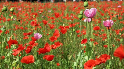 Fototapeta premium Mohnblumenfeld