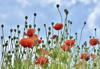 Red poppy flowers against a blue sky background.