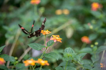 Schmetterling auf Nektarsuche © Beat