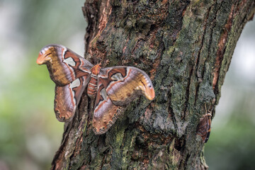 grosser Falter auf einem Baumstamm