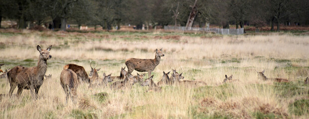 deer grazing in Richmond park London
