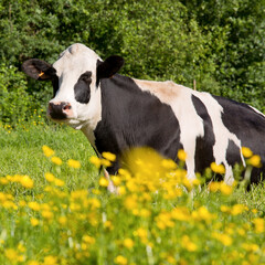Portrait de vache au printemps dans un champ de fleurs.