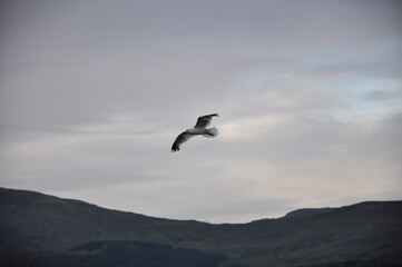 Fototapeta na wymiar Seagull in the Sky