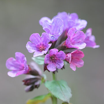 Pulmonaria obscura, known as the lungwort or Suffolk lungwort, wild flower from Finland