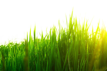 Bright, juicy green grass. High grass. Background green grass. Summer landscape. The sun's rays fall beautifully on tall grass. Beautiful green background. Sunset sun.