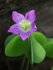 Oxalis acetosella, the wood sorrel or common wood sorrel, wild edible flower from Finland