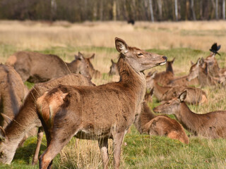 deer grazing in Richmond park London
