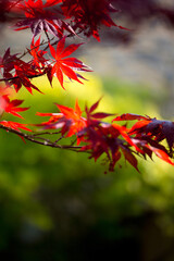 Feuilles d'érable rougies par l'automne dans un jardin Japonais.