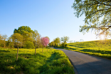 Route de campagne à travers les champs au printemps.