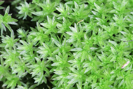 Mnium hornum, known as Swan's-neck Thyme-moss