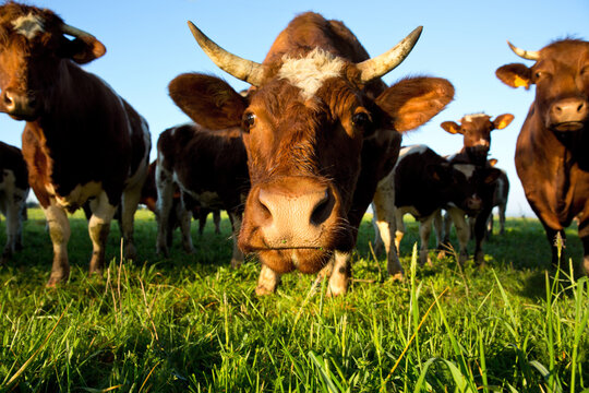 T&ecirc;te de vache et troupeau style humoristique.