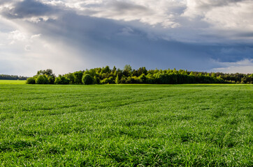 Obraz premium Cumulus clouds above the edge of the forest next to a field of wheat. Unusual natural phenomenon