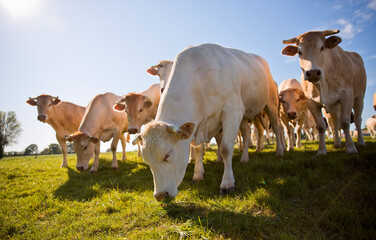 Troupeau de vache race à viande dans les champs.