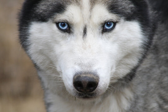 portrait eines grau weißen siberian husky mit intensiven blauen augen und direktem blick