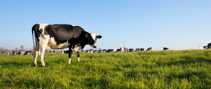 Vache laitière et son troupeau dans la campagne verte.