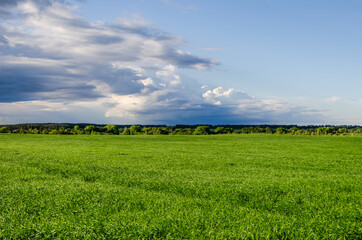 Fototapeta premium Green field and blue sky white cloud. Agricultural concept