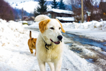 Two yard dogs run down the street in winter, rescuing animals frozen