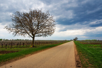 Dramatic rural scene at the vineyards of Illmitz, Austria