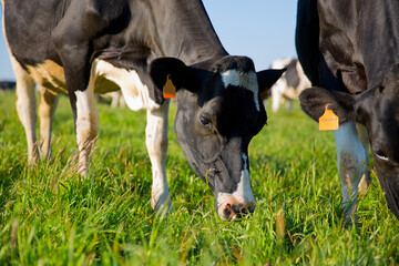 Vache laitière dans les champs en train de brouter.