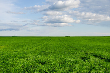 Fototapeta na wymiar Green field to the horizon. The blue sky and white clouds