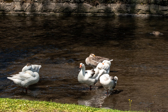 A Group of White Snow Geese in Water
