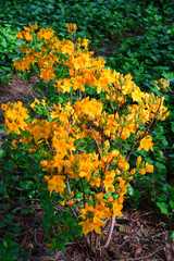 Fiery orange deciduous azalea flowers