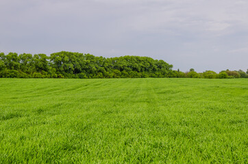 Fototapeta na wymiar Green wheat field in central Russia. Wheat field in June