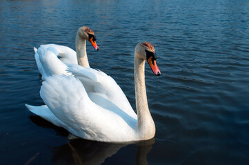 Obraz na płótnie Canvas white swans group on the lake swim well under the bright sun