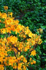 Fiery orange deciduous azalea flowers