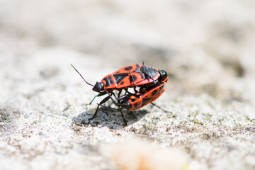 The fire beetle has a rich red color and mates with the female. Soldier beetle spring reproduction of insects.