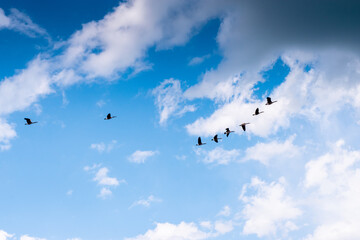 Fototapeta premium A Flock of Canadian Geese flying with clouds above and blue sky