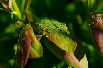Drops of morning dew on green leaves in the sun. Wet leaves at dawn.