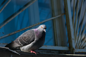 One pigeon close-up, portrait. Alpha male pigeon, looks belligerent.